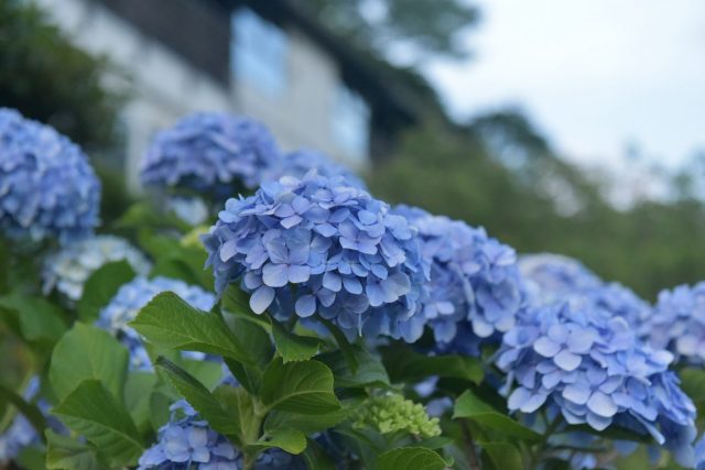 伊豆の紫陽花：見頃の季節に訪れたい絶景スポット