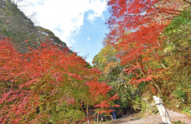 魅力満載の秋の河津！自然と文化のハーモニー